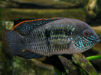 Снимка на Andinoacara pulcher  (Gill, 1858)